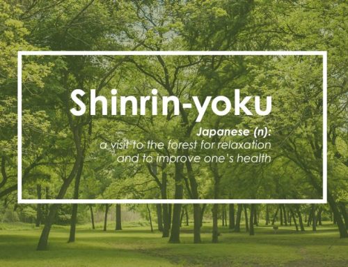 Shinrin-yoku i Jonaki w Lesie: Odnajdywanie Harmonii w Naturze dla Poprawy Zdrowia Psychicznego